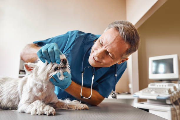 Best Emergency Dental Care for Abscessed Tooth in Telford, PA